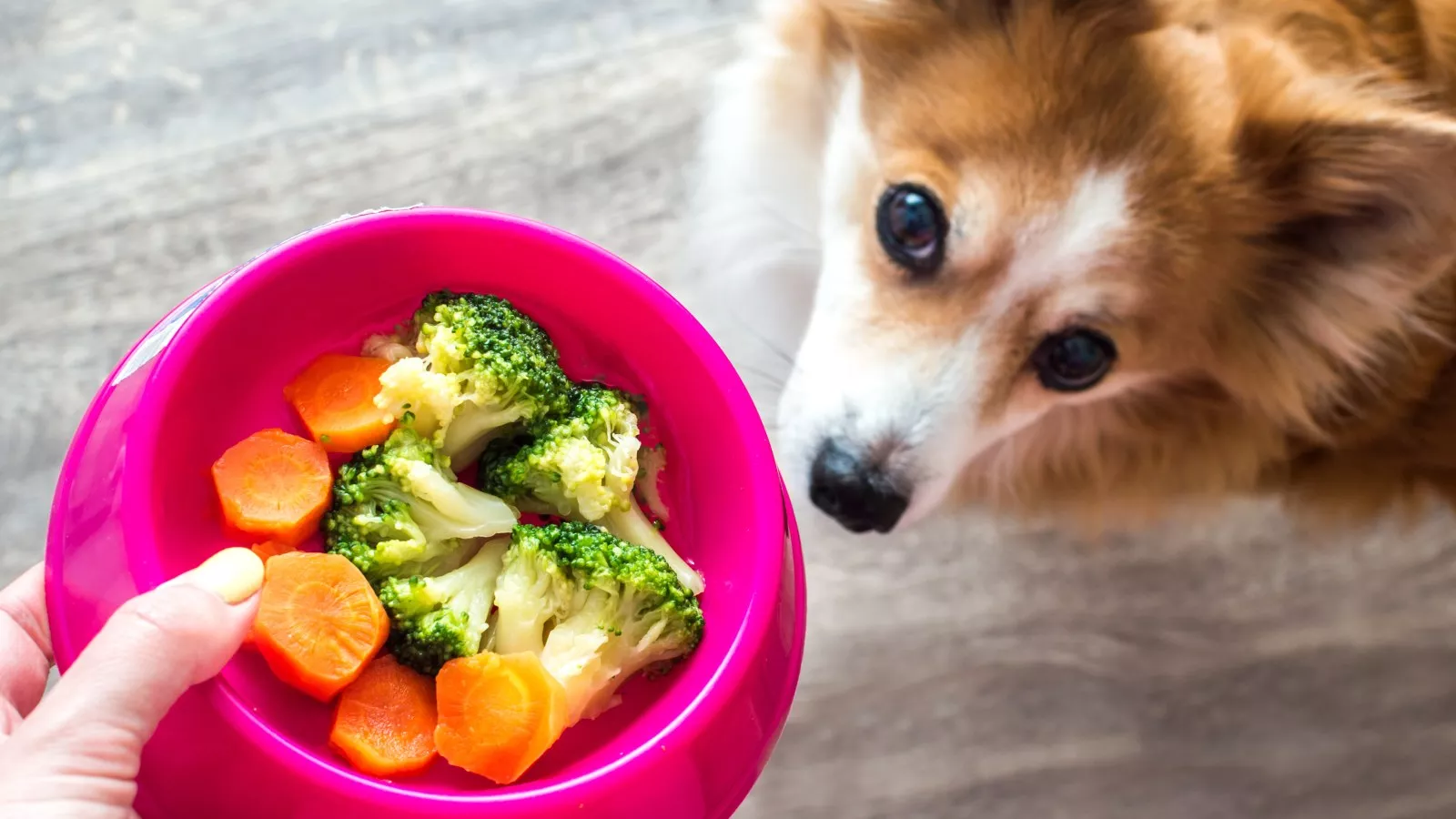 Can i give my dog human food deals