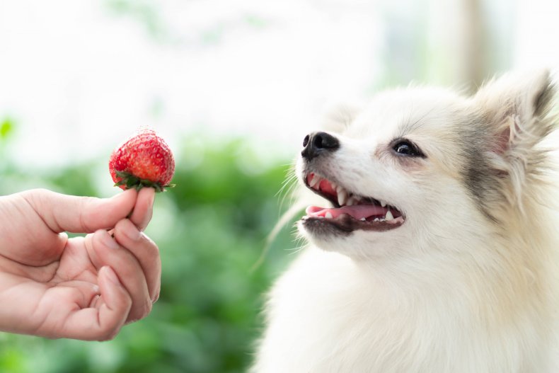 man holding strawberry in front of dog