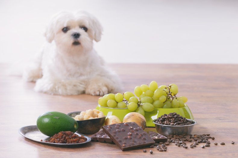 dog in front of poisonous food