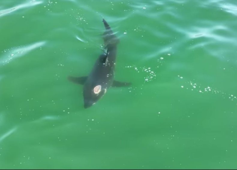 Great white shark gunshot wound