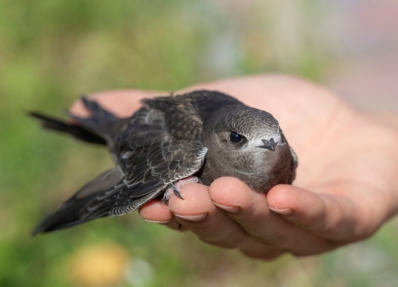 Baby swift