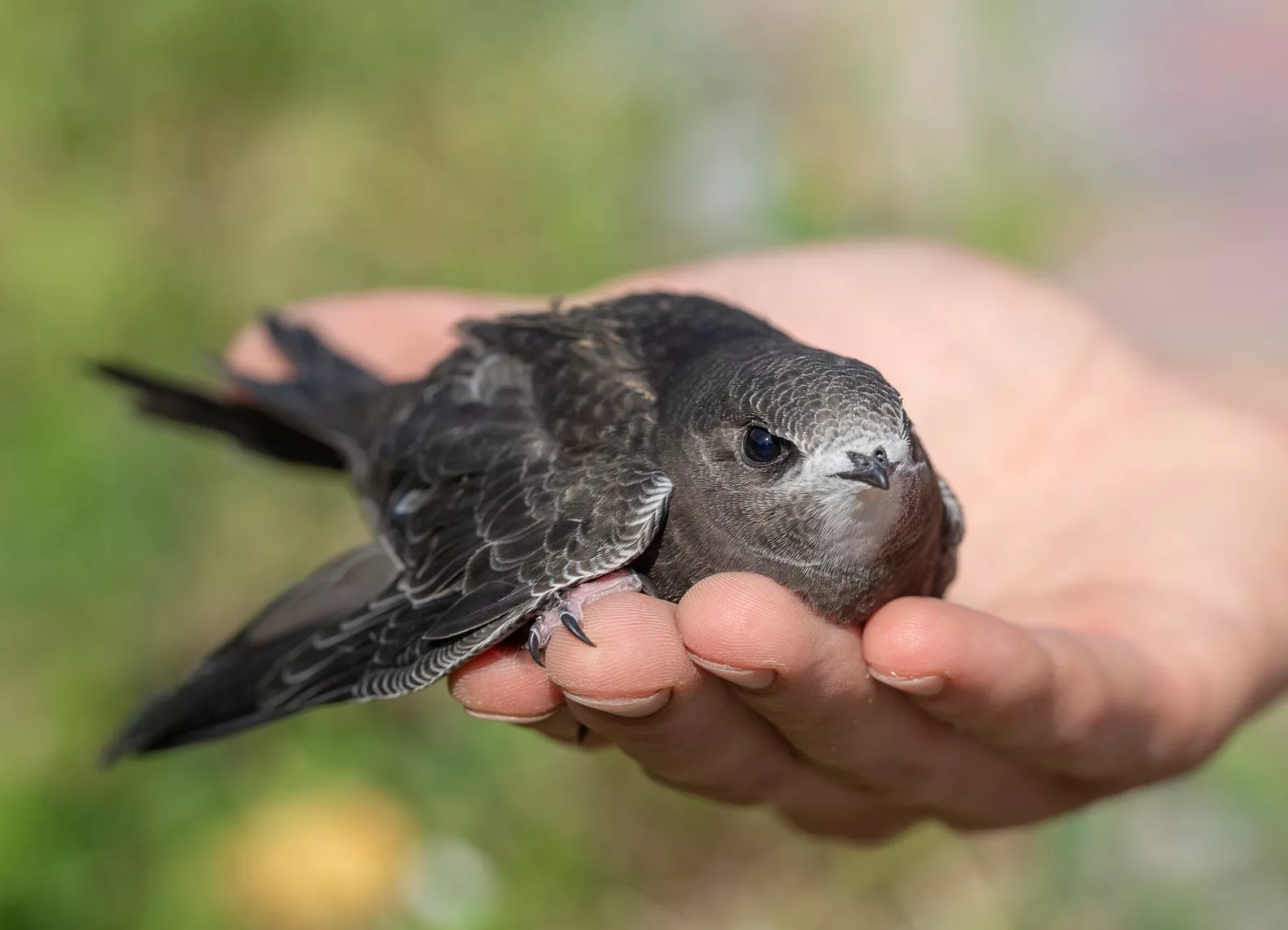 Baby Swifts 'Being Cooked' Alive As They Leave Nests in 100F Heat Wave - Vimarsana News
