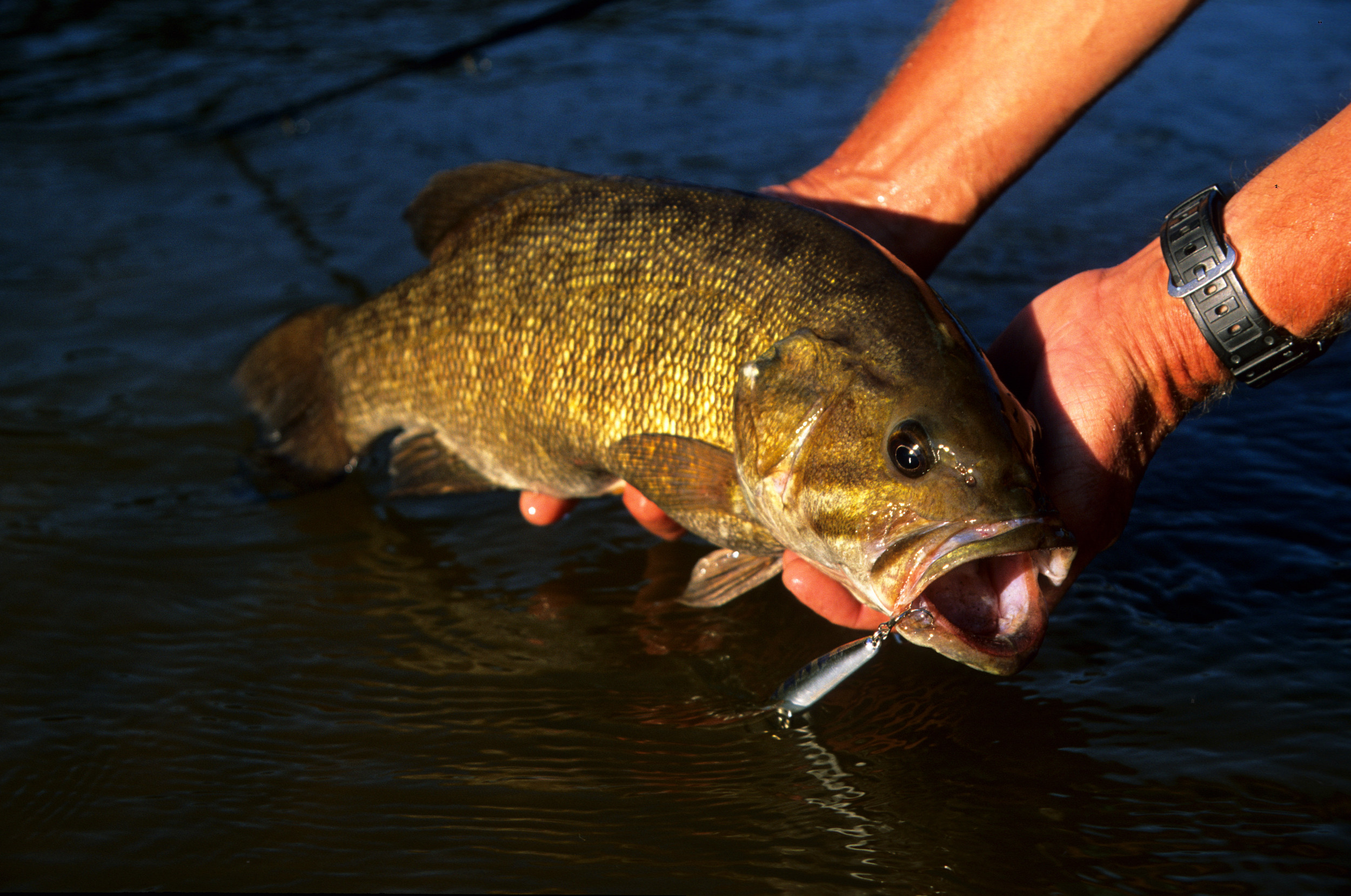 Just a reminder for all you bassheads - Smallmouth Bass Fishing