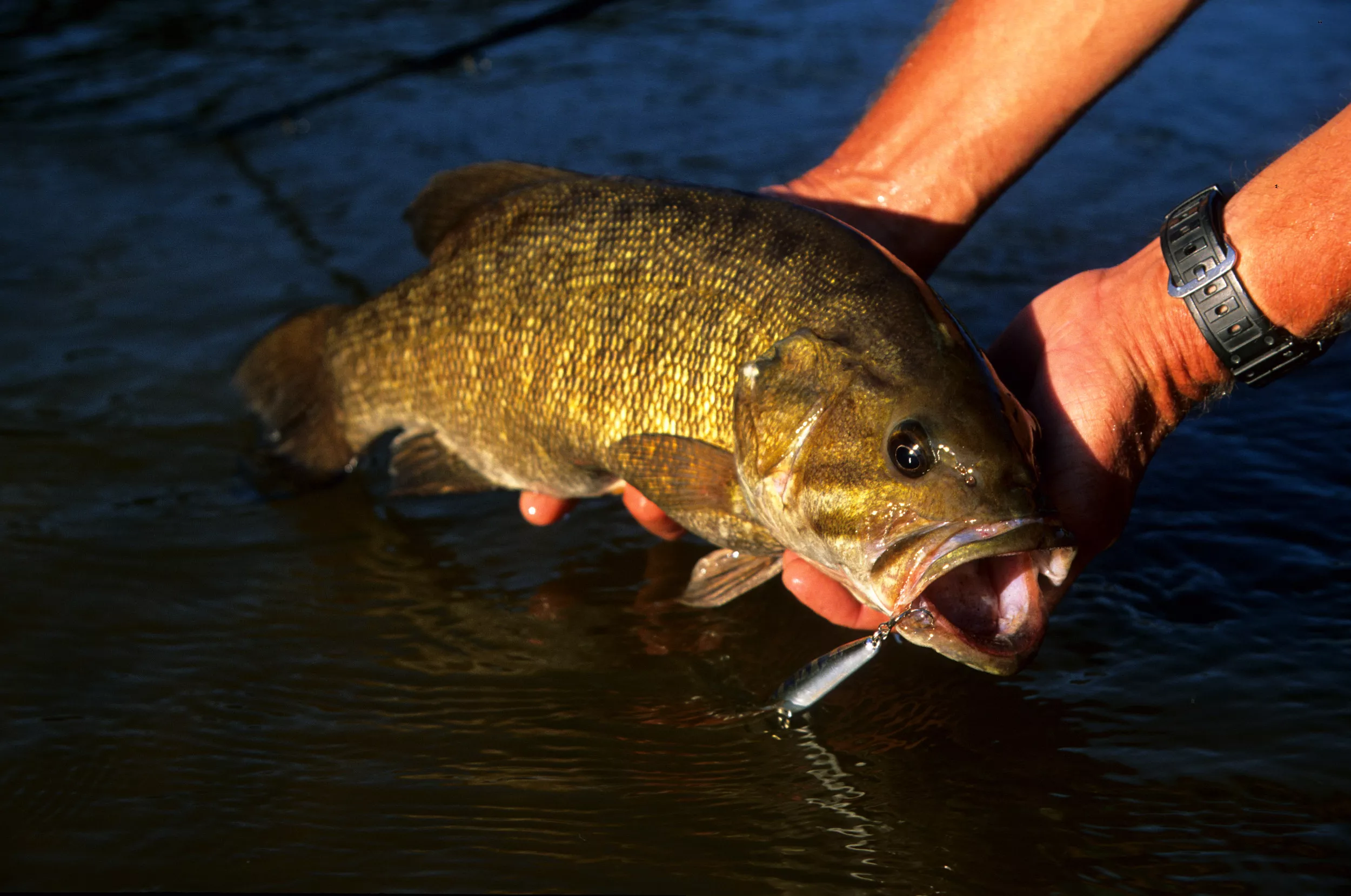 New York Angler Catches Spectacular Giant Bass in 'Fight of a Lifetime' - Vimarsana News