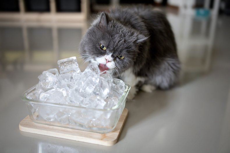 Cat and ice cubes