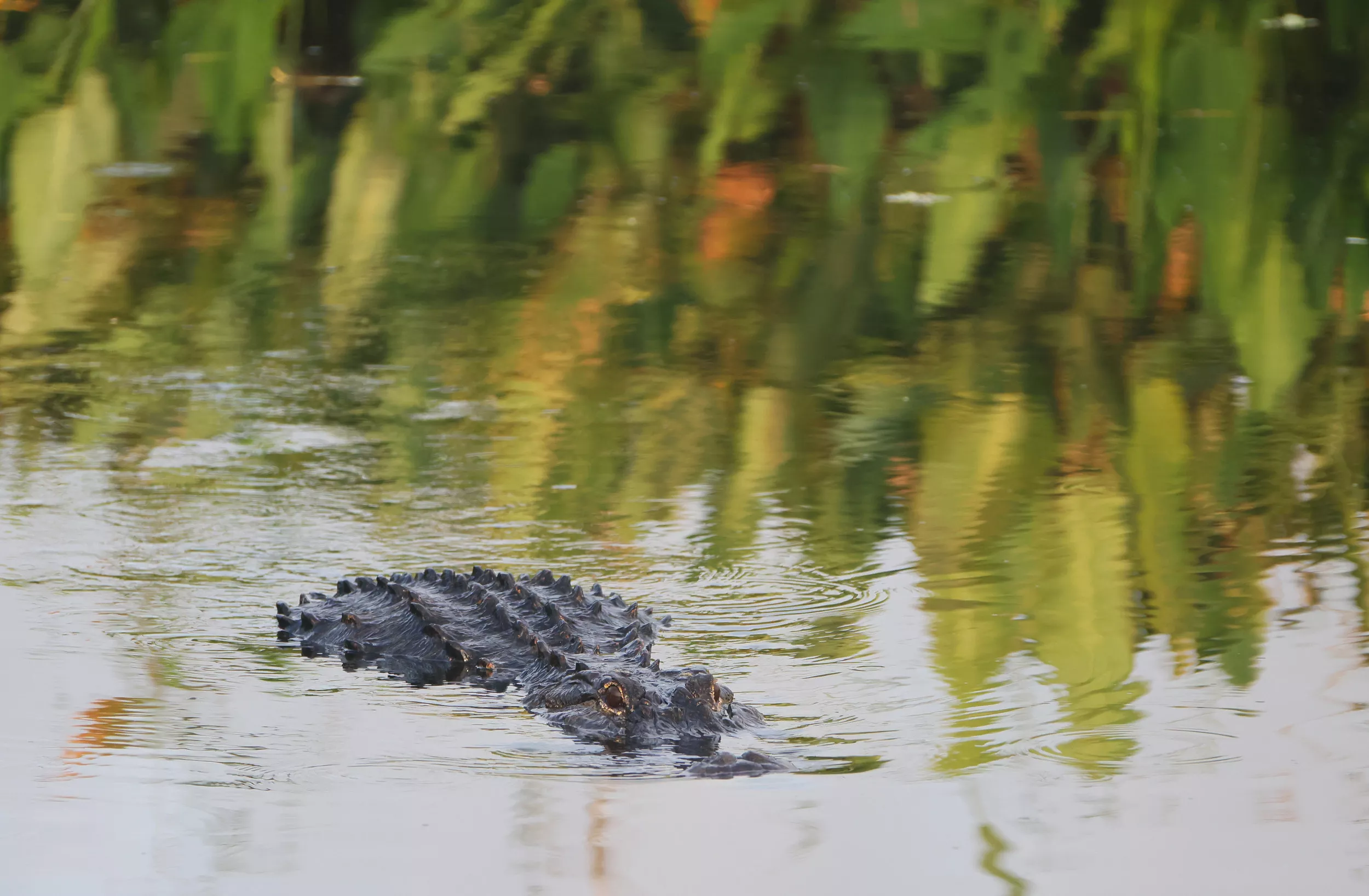 Alligator Suddenly Devours Man's Dog: 'The Water Exploded' - Vimarsana News