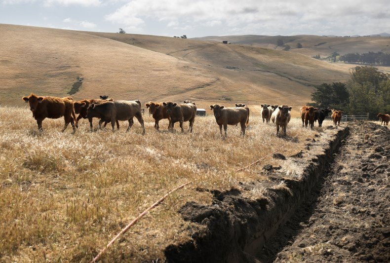 Cattle