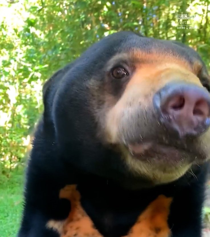 Sun bears at Perth Zoo