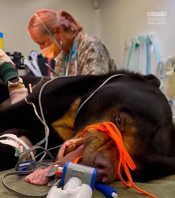 Rescued sun bears undergo medical examination