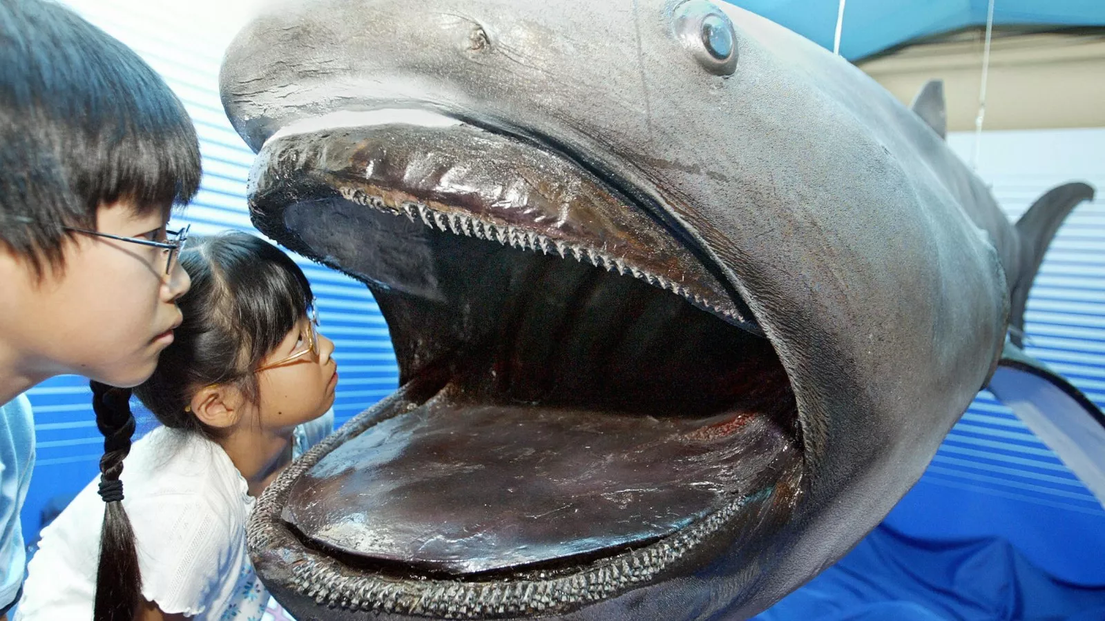 Extremely Rare Megamouth Shark From Ocean Depths Washes Up on Beach