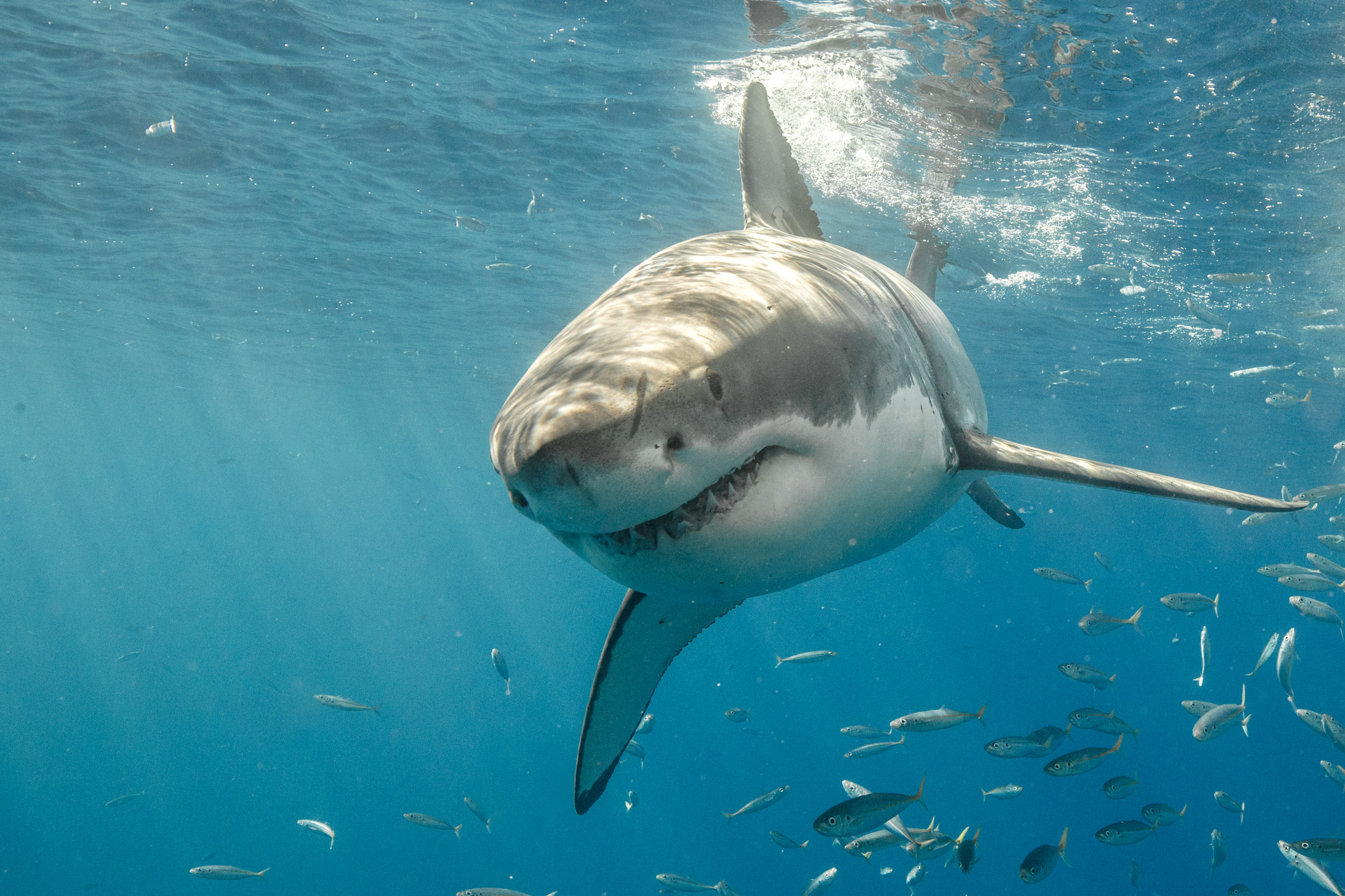 Huge Great White Shark Tracked 3 Miles From North Carolina's Pea Island