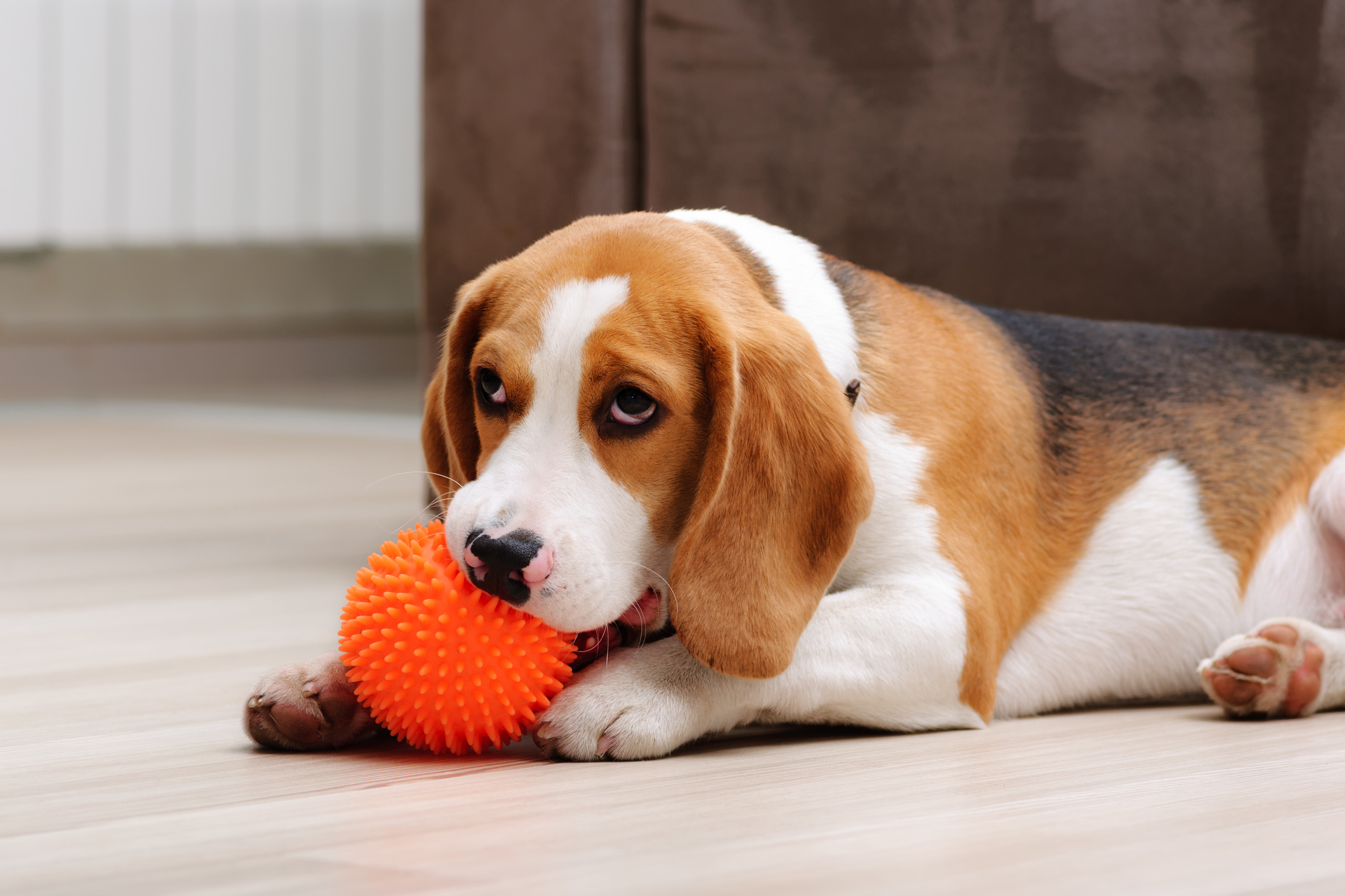 GroovyToob Is the Upgraded Squeaker Toy of Your Puppy's Dreams