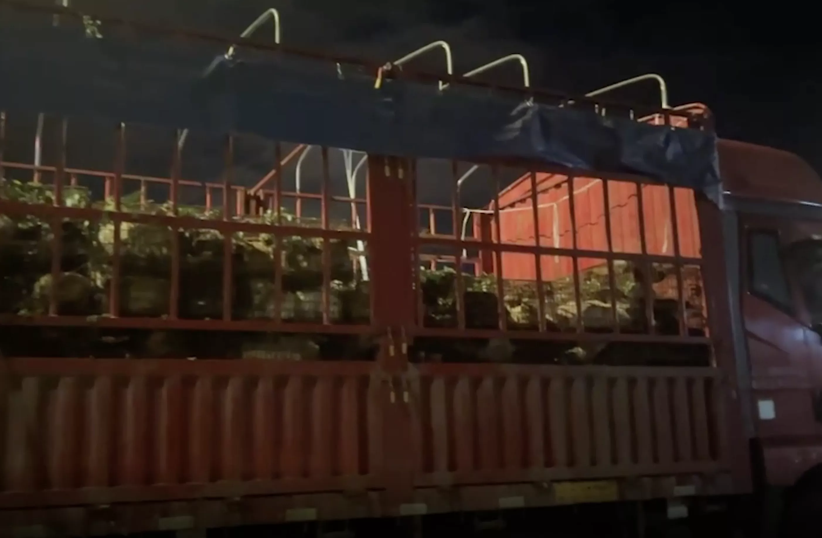 Hundreds of Dogs Set for Slaughter at Yulin Festival Saved From Truck - Vimarsana News