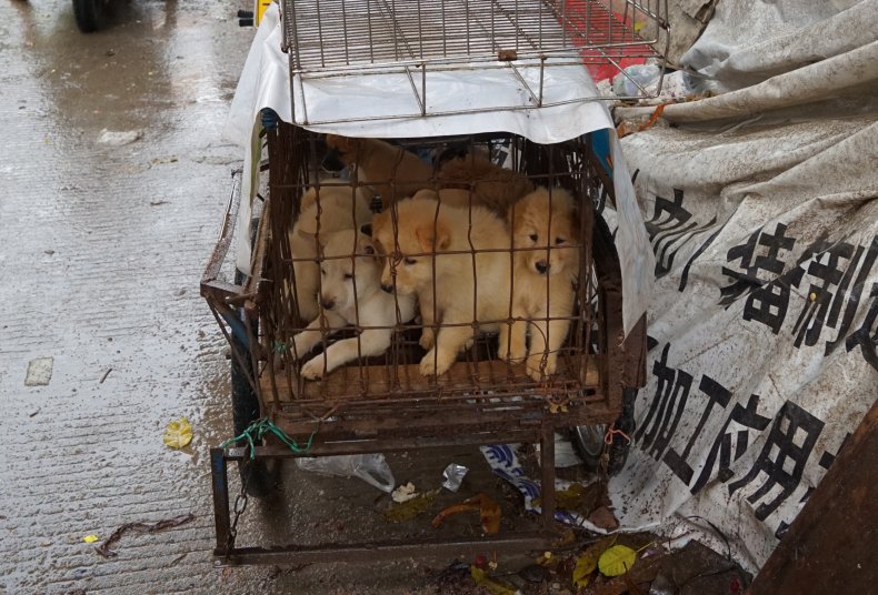 Caged dogs in Yulin, China