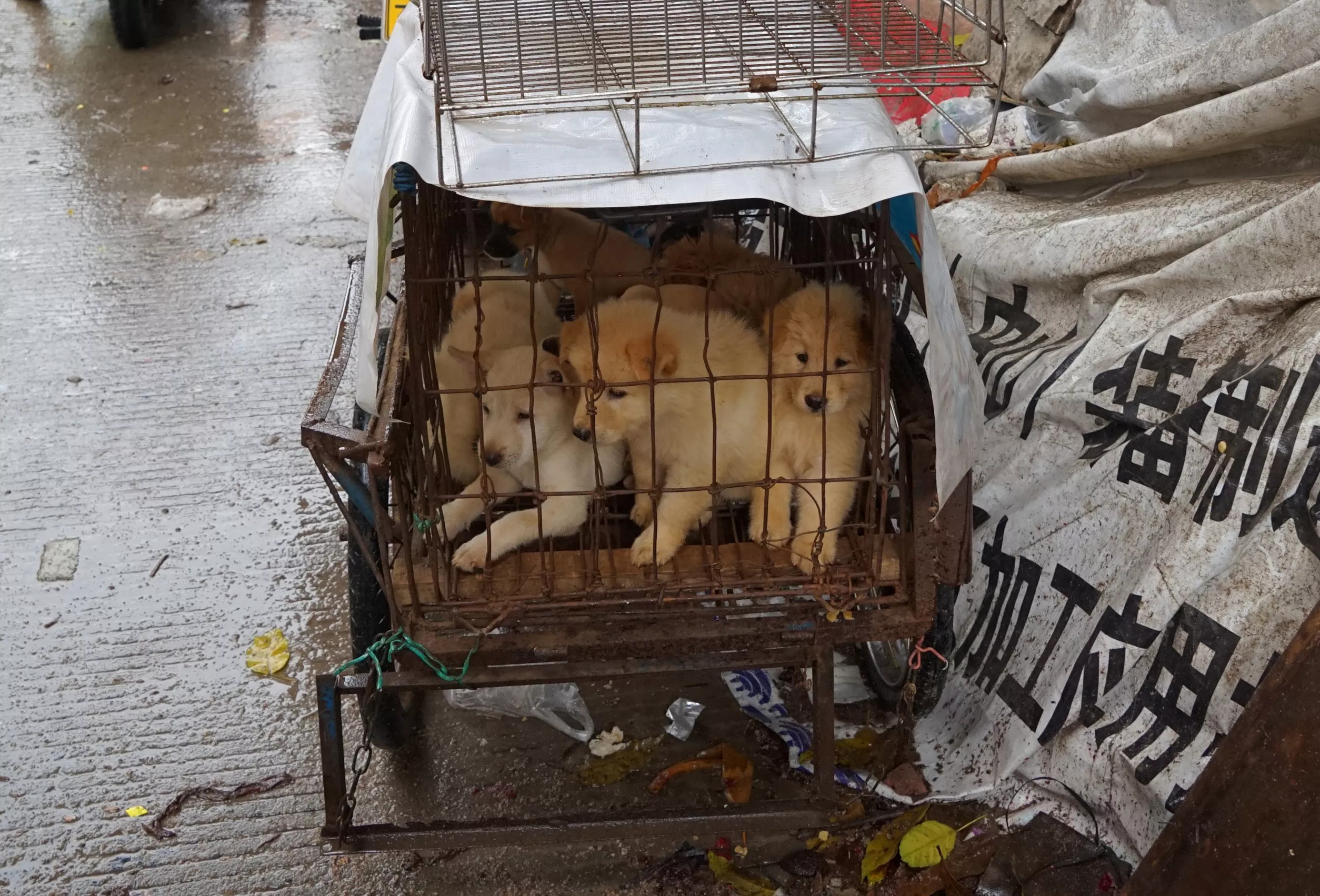 Horror of Yulin Dog Meat Festival Exposed as Thousands Set for Slaughter - Vimarsana News