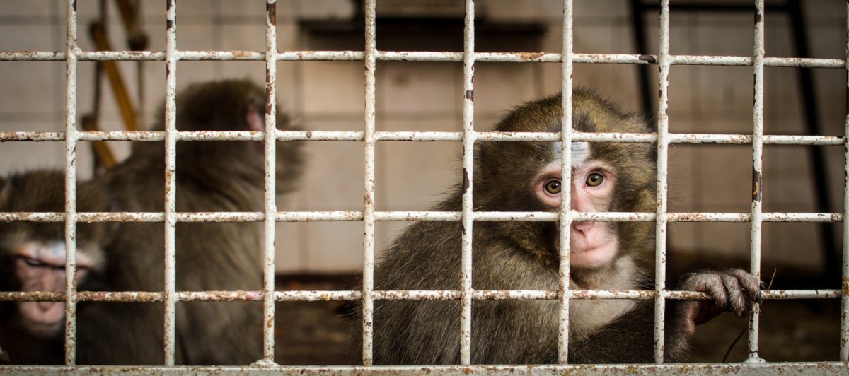 Monkey