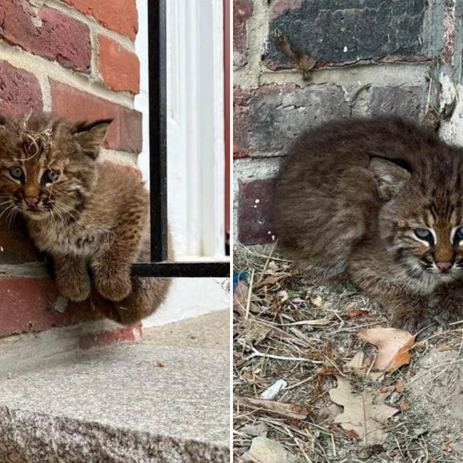 Domestic hot sale bobcat kittens