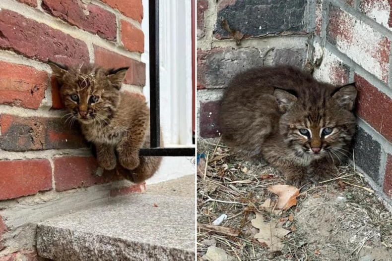 Bobcat found in New Hampshire