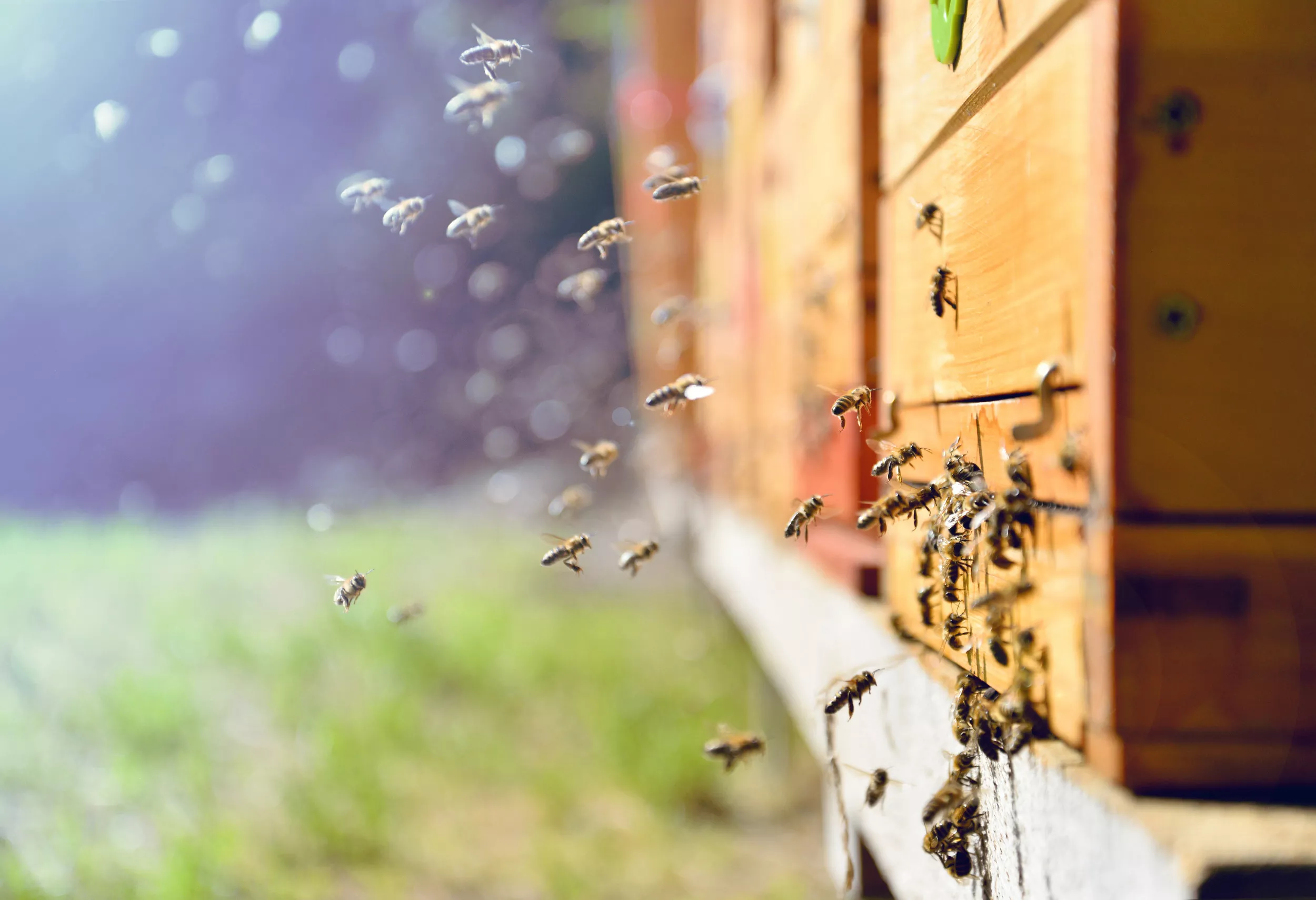 Thousands of Stolen Bees Escape Captors and Fly Home - Vimarsana News