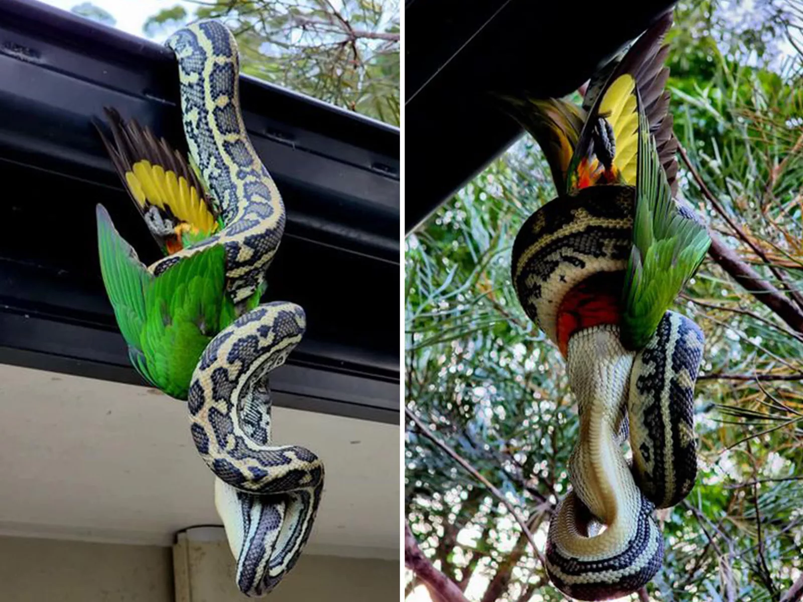 Huge Python Seen Feasting on Rainbow Lorikeet While Hanging Upside Down - Vimarsana News