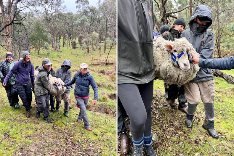Victoria the lost Australian sheep.