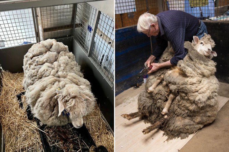 Victoria the lost Australian sheep.