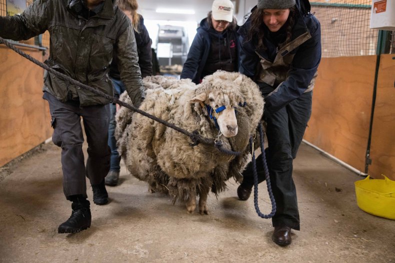 Victoria the lost Australian sheep.