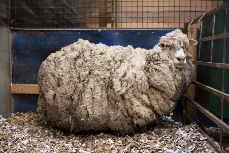 Victoria the lost Australian sheep.