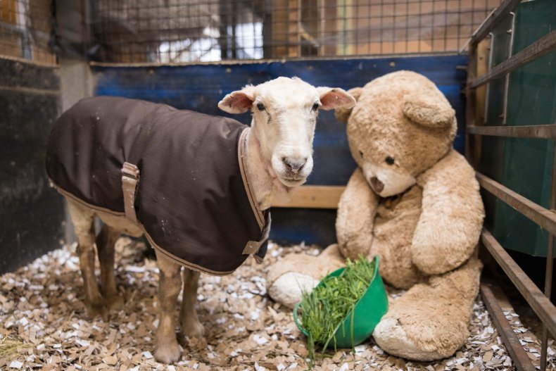 Victoria the lost Australian sheep.