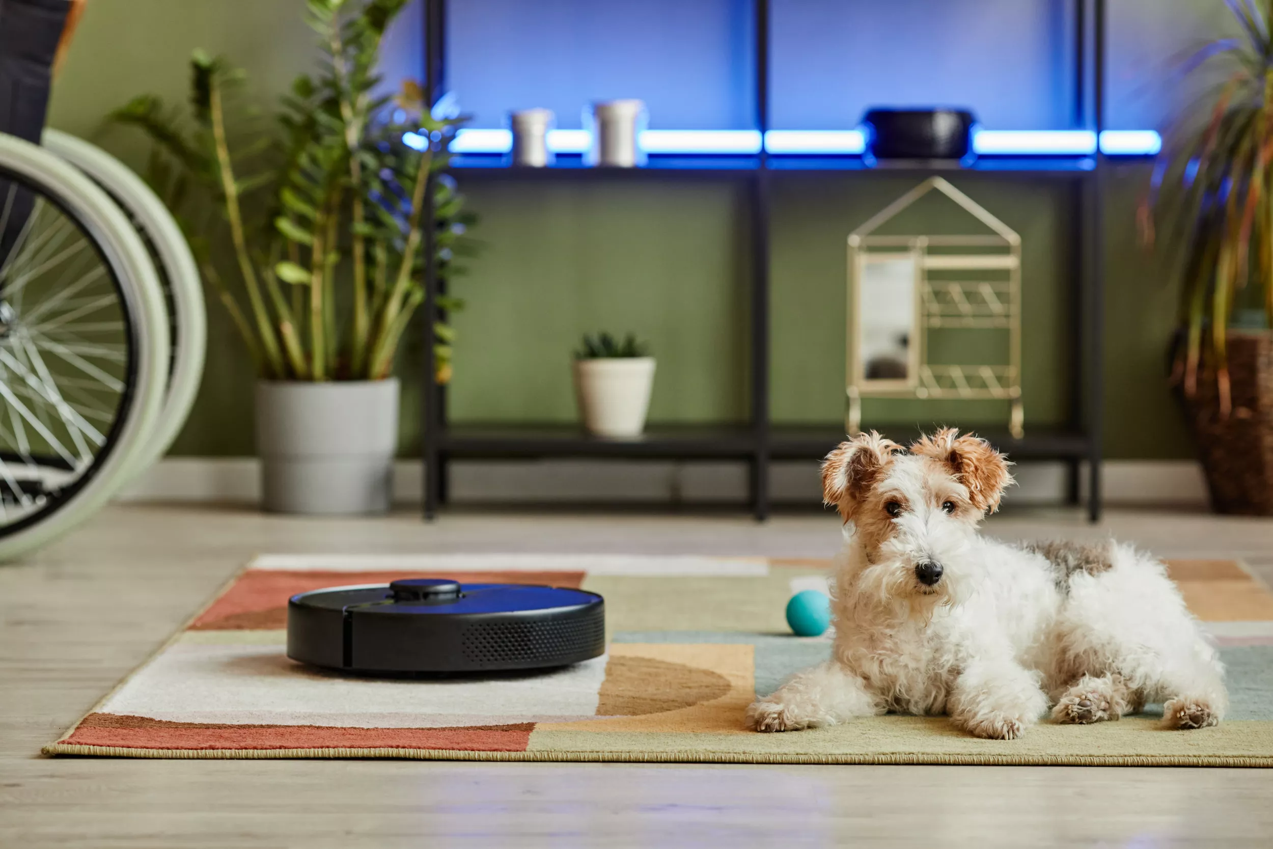 Sleeping Dog Unfazed by Robot Vacuum Leaves Internet in Stitches - Vimarsana News