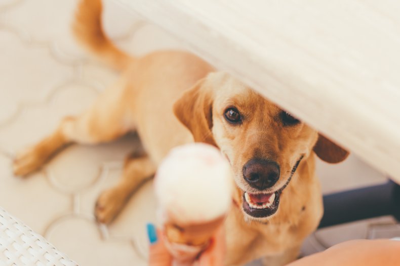 Dog looking at ice cream cone.