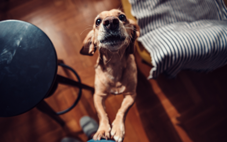 A dog begging by a bed.