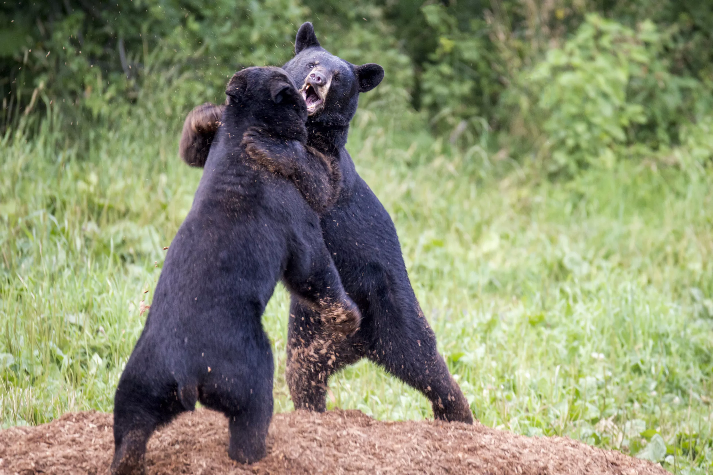 Fight Between Two Bears in Carport Caught on Camera - Vimarsana News