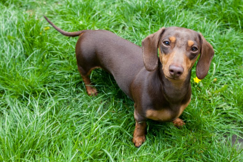 Man says dog helped him win lottery