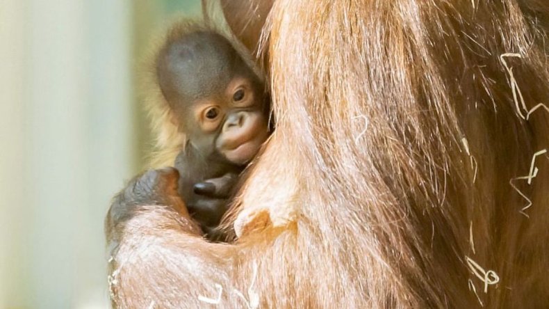 Sari and baby orangutan