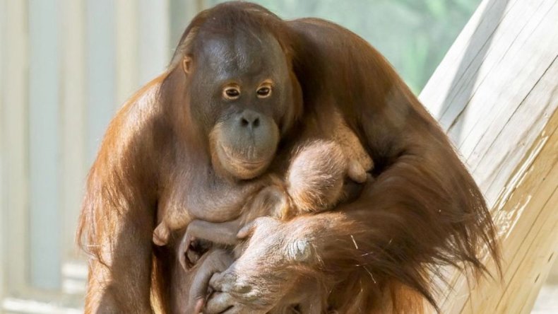Surprised Zoo Fans Watch Live Birth Of Baby App Orangutan Saree With Its Newborn Cub