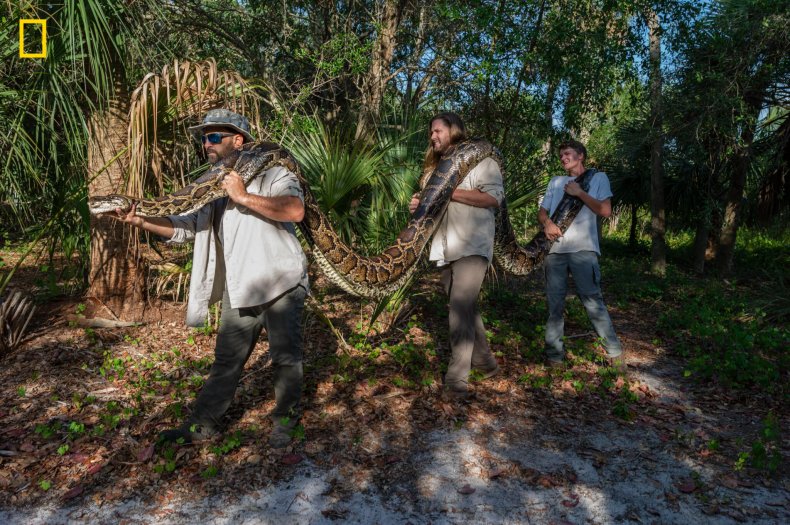 Burmese python