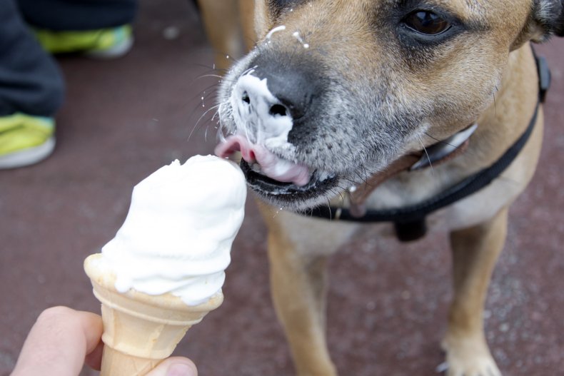 Dog eating an ice cream