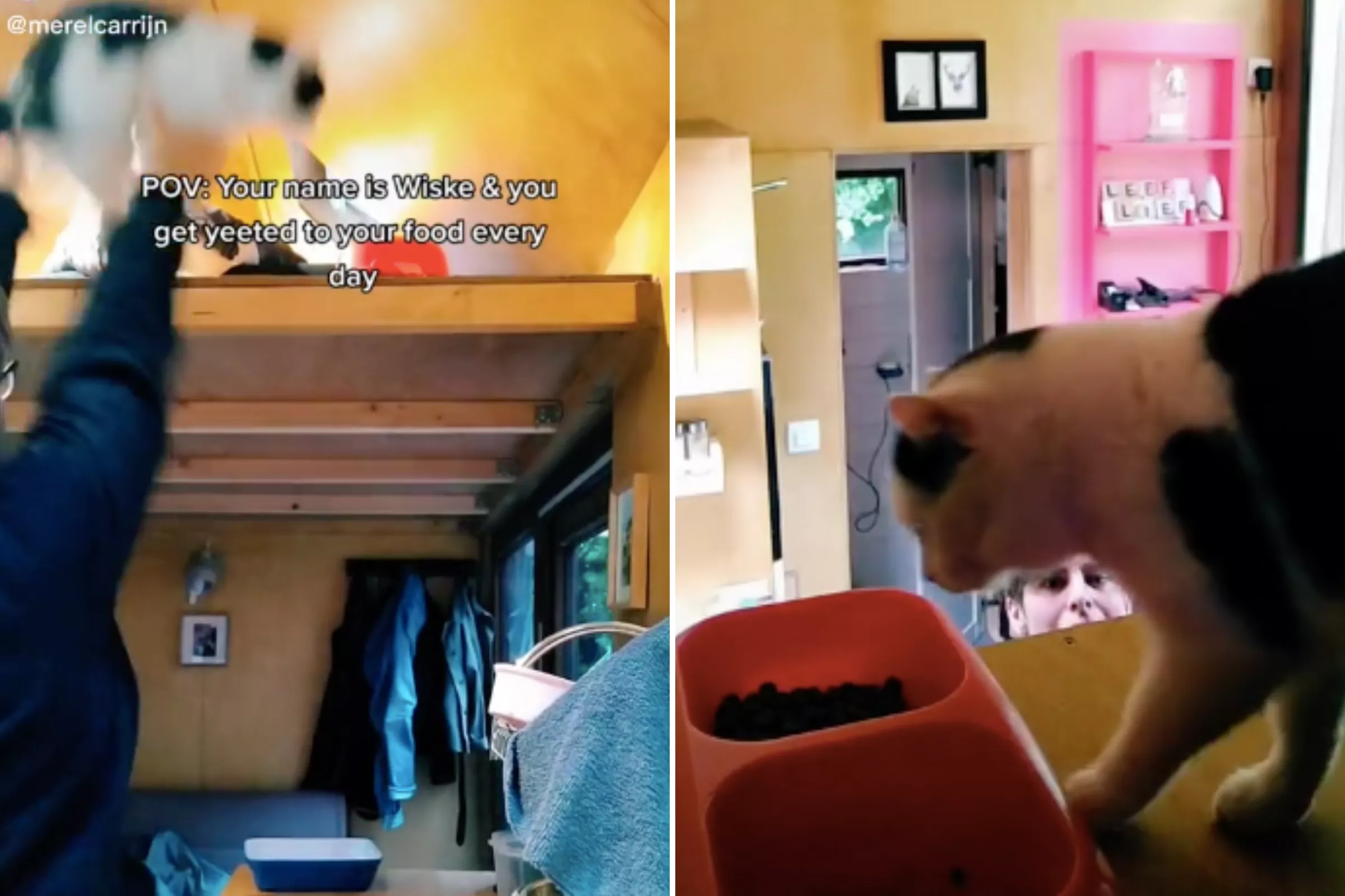 Internet Raves About Cat Who Gets 'Yeeted' to Her Food Bowl Every Day - Vimarsana News