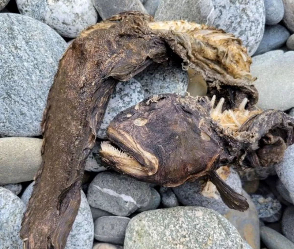 Bizarre, Rotting Sea Creature Washes Up on Oregon Coast - Vimarsana News