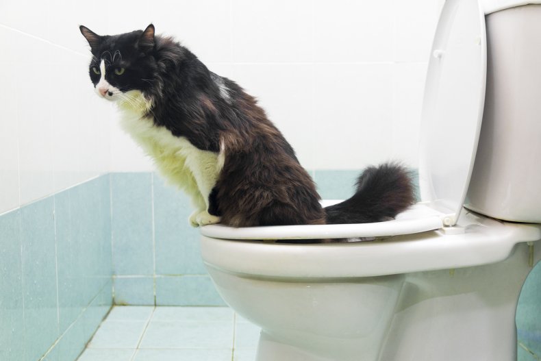 Cat uses the toilet