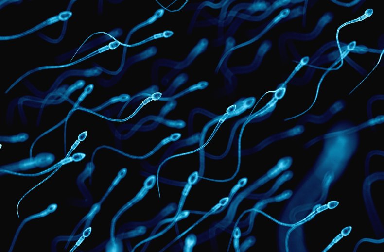 Sperm cells