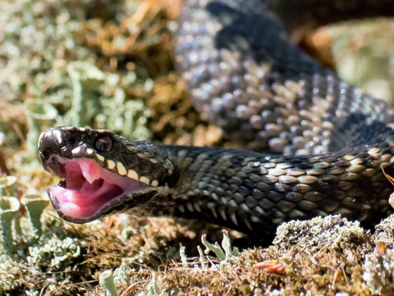 Venomous  Snake 