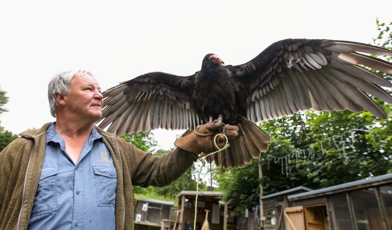 Alan Wells and Gilbert the vulture