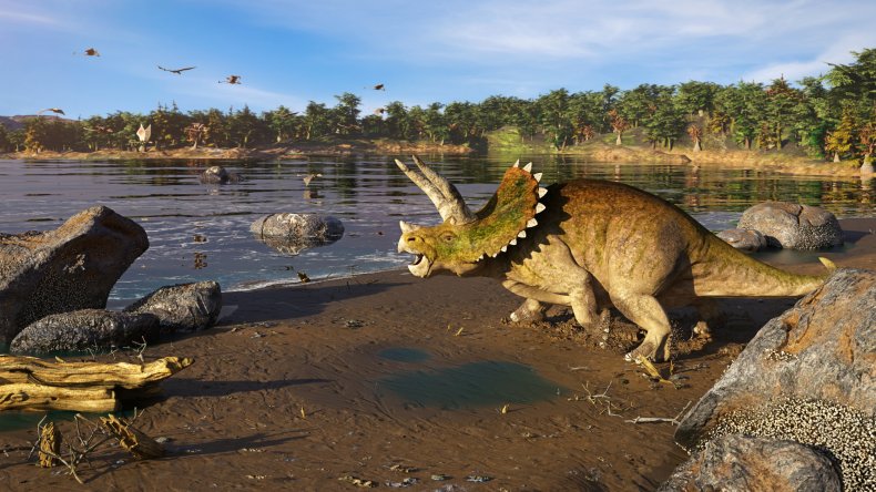 A Triceratops dinosaur