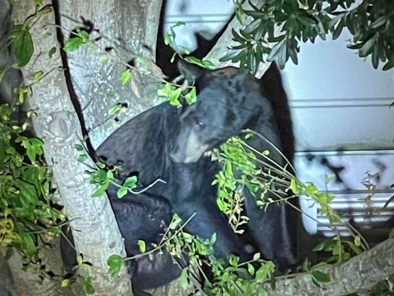 Bear at Florida sheriff's office