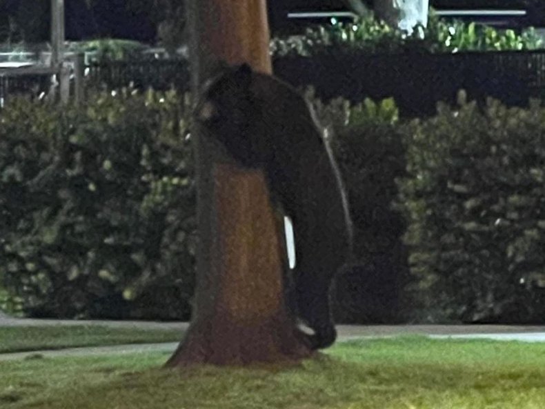 Oso en la oficina del alguacil de Florida