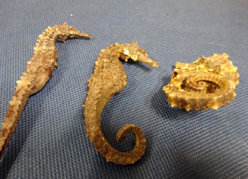 Endangered seahorses confiscated at airport
