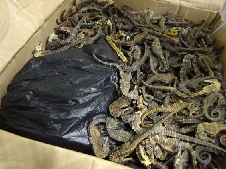 Dried seahorses being smuggled through airport