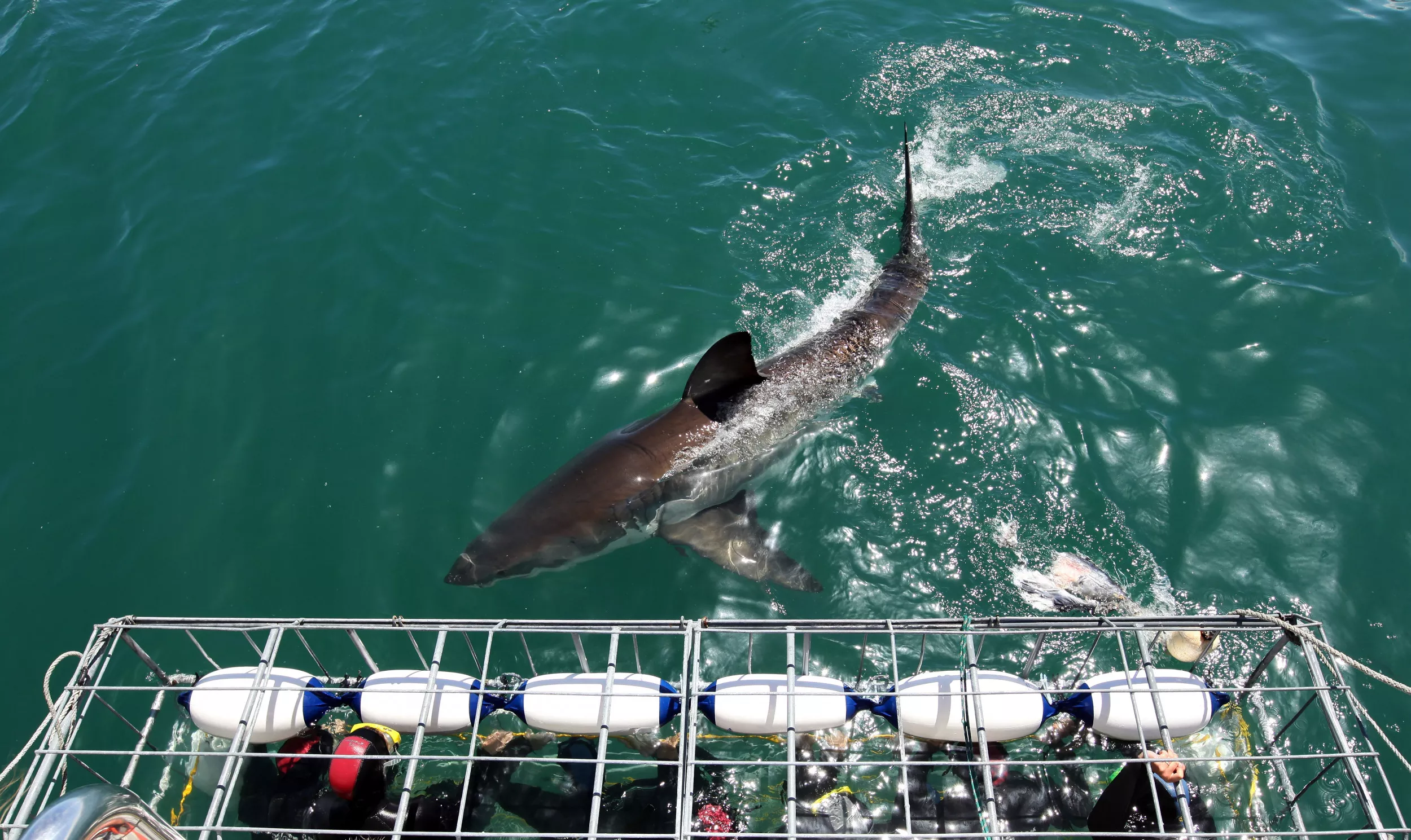 Shark Attack Leaves California Surfer With Major Injuries, Police Say - Vimarsana News